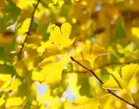 今市報徳二宮神社の自然