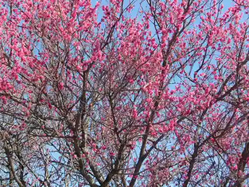 大前神社の自然