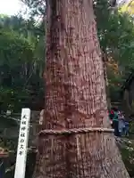 天祖神社の自然