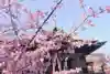 桜神宮の自然