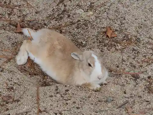 大久野島神社(広島県)