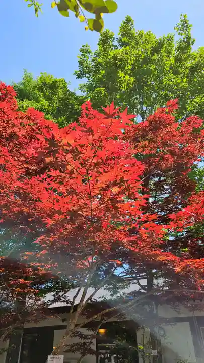 大洗磯前神社の自然