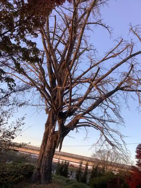 龍照院(常楽寺)(愛知県)