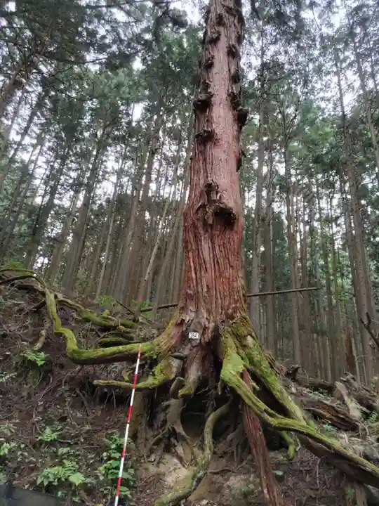 武蔵御嶽神社の周辺