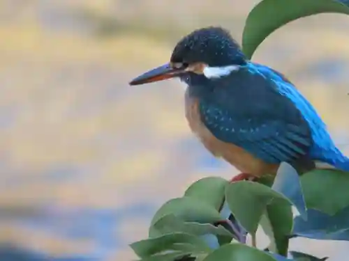 町田天満宮の動物