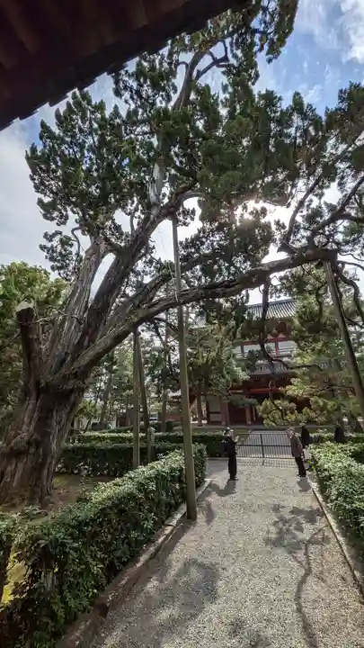 大徳寺(京都府)