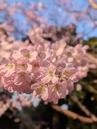 神明氷川神社(東京都)