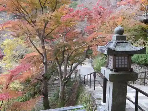 長谷寺の自然