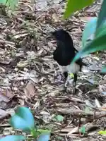 牛嶋天満宮の動物