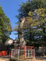 荒井神社の自然