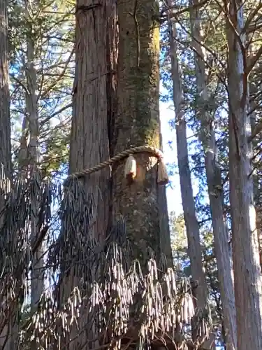 三峯神社の{uncategorized: "未分類", other: "その他", undefined: "問題あり", building: "その他建物", grave: "お墓", sacred_gate: "鳥居", guardian: "狛犬", statue: "像", buddha: "仏像", history: "歴史", nature: "自然", garden: "庭園", animal: "動物", pagoda: "塔", temizu: "手水舎", mountain_gate: "山門・神門", sanctuary: "本殿・本堂", subordinate: "末社・摂社", art: "芸術", scenery: "景色", jizo: "地蔵", ema: "絵馬", goshuin: "御朱印", omikuji: "おみくじ", items: "授与品その他", amulet: "お守り", goshuincho: "御朱印帳", eats: "食事", festival: "お祭り", votive_dance: "神楽", shichigosan: "七五三参", wedding: "結婚式", experience: "体験その他", initially: "初詣", around: "周辺", anti_infection: "感染症対策"}