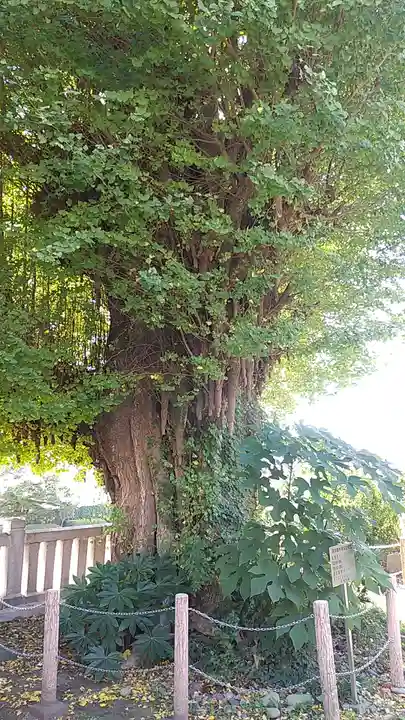 前橋八幡宮(群馬県)