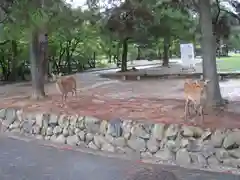 東大寺の動物