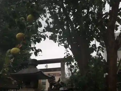 池袋御嶽神社の自然