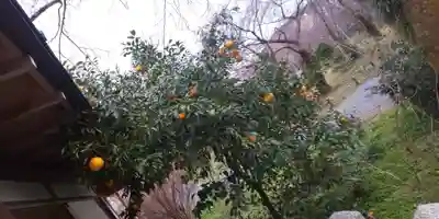 平野神社(京都府)