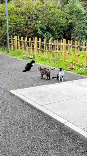 白金氷川神社の動物