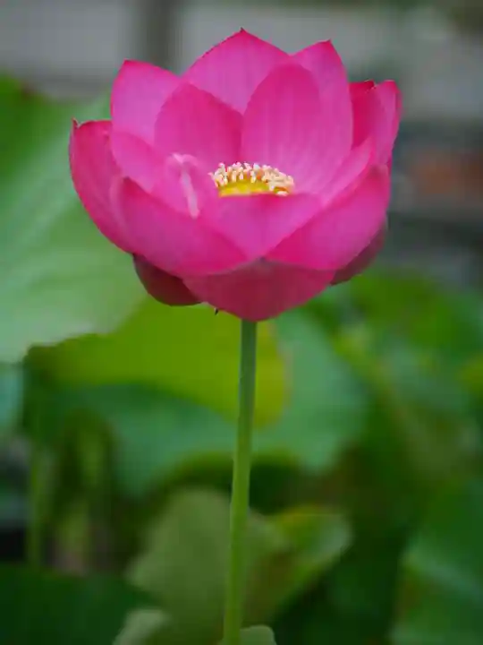 極楽山 浄土寺(北海道)
