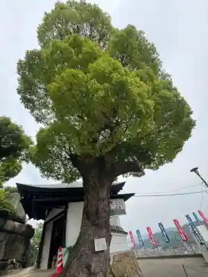 千光寺の{uncategorized: "未分類", other: "その他", undefined: "問題あり", building: "その他建物", grave: "お墓", sacred_gate: "鳥居", guardian: "狛犬", statue: "像", buddha: "仏像", history: "歴史", nature: "自然", garden: "庭園", animal: "動物", pagoda: "塔", temizu: "手水舎", mountain_gate: "山門・神門", sanctuary: "本殿・本堂", subordinate: "末社・摂社", art: "芸術", scenery: "景色", jizo: "地蔵", ema: "絵馬", goshuin: "御朱印", omikuji: "おみくじ", items: "授与品その他", amulet: "お守り", goshuincho: "御朱印帳", eats: "食事", festival: "お祭り", votive_dance: "神楽", shichigosan: "七五三参", wedding: "結婚式", experience: "体験その他", initially: "初詣", around: "周辺", anti_infection: "感染症対策"}