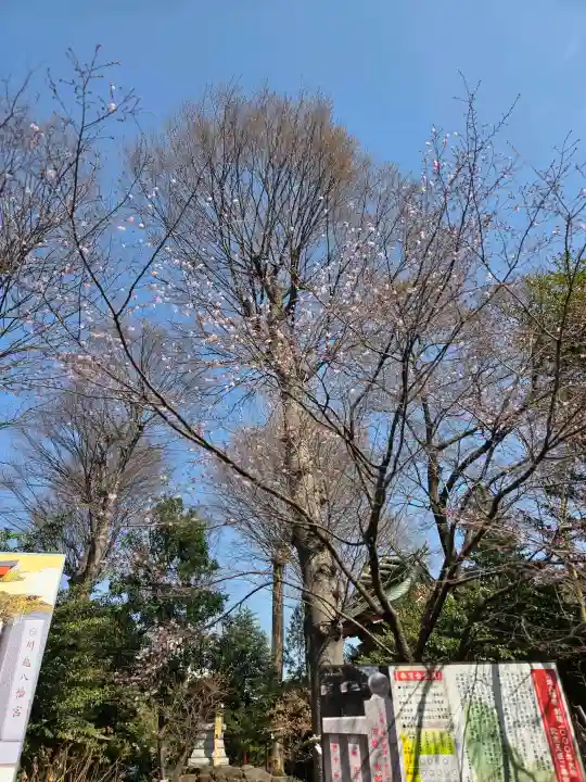 川越八幡宮の{uncategorized: "未分類", other: "その他", undefined: "問題あり", building: "その他建物", grave: "お墓", sacred_gate: "鳥居", guardian: "狛犬", statue: "像", buddha: "仏像", history: "歴史", nature: "自然", garden: "庭園", animal: "動物", pagoda: "塔", temizu: "手水舎", mountain_gate: "山門・神門", sanctuary: "本殿・本堂", subordinate: "末社・摂社", art: "芸術", scenery: "景色", jizo: "地蔵", ema: "絵馬", goshuin: "御朱印", omikuji: "おみくじ", items: "授与品その他", amulet: "お守り", goshuincho: "御朱印帳", eats: "食事", festival: "お祭り", votive_dance: "神楽", shichigosan: "七五三参", wedding: "結婚式", experience: "体験その他", initially: "初詣", around: "周辺", anti_infection: "感染症対策"}