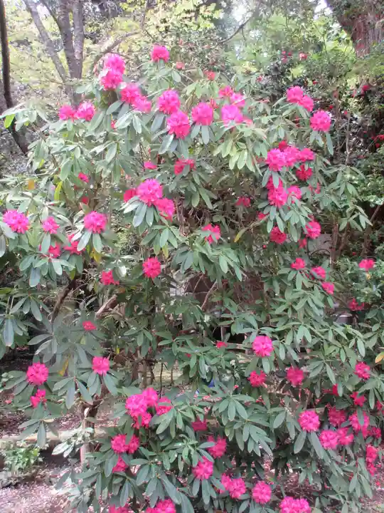 安國論寺(安国論寺)の自然