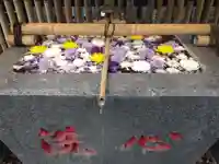 高円寺氷川神社の手水舎