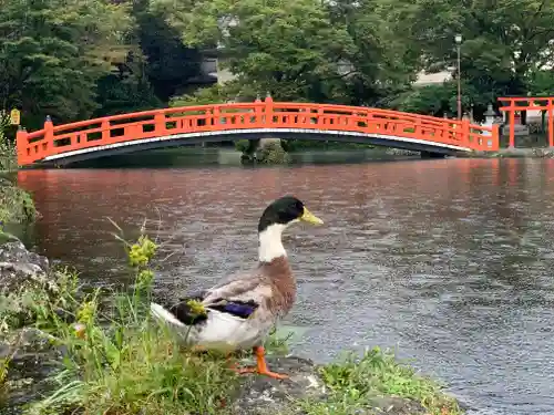富士山本宮浅間大社の動物