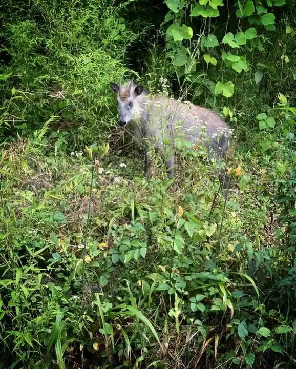 高司神社〜むすびの神の鎮まる社〜の動物