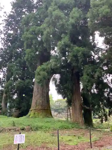 村山浅間神社の自然