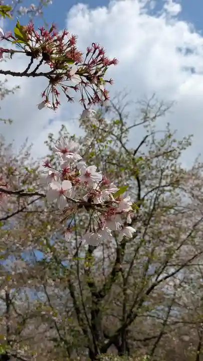 平野神社(京都府)