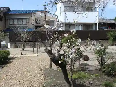 墨染寺（桜寺）(京都府)