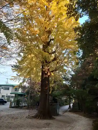 春日部八幡神社の自然