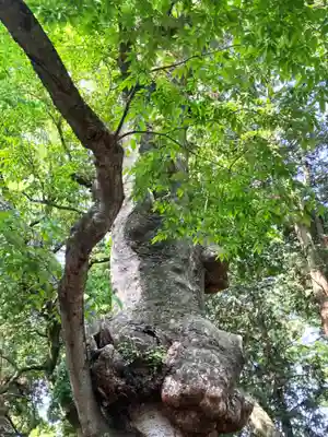 中村八幡宮(栃木県)