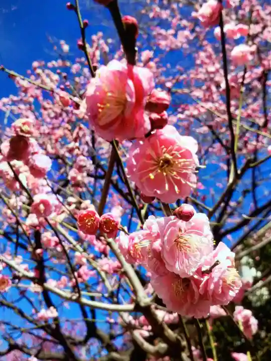妙法寺(東京都)