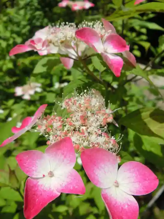 宝積山光前寺の自然