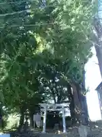 宮鍋神社の鳥居