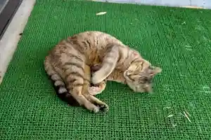 鹿角八坂神社の動物(2021年07月18日(日) 17時27分46秒投稿)