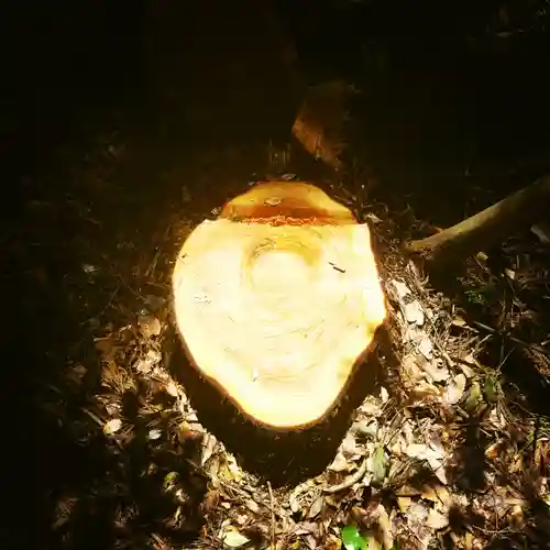 鹿島神宮の自然