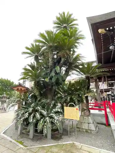 本渡諏訪神社(熊本県)