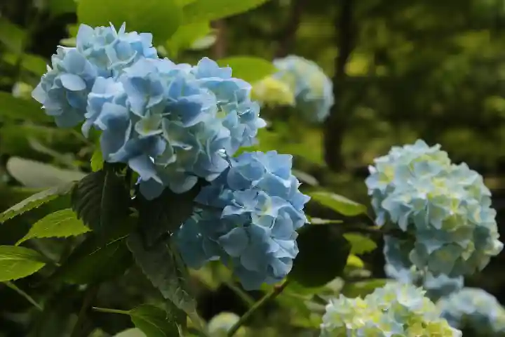 高幡不動尊 金剛寺の自然
