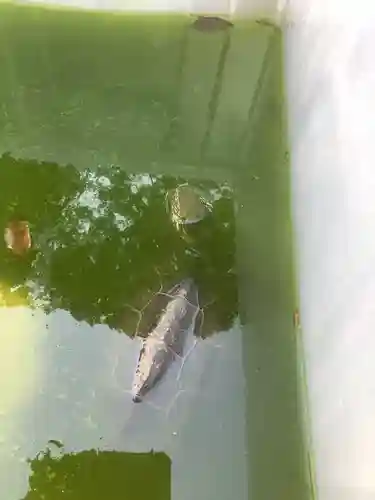 玉野御嶽神社の動物