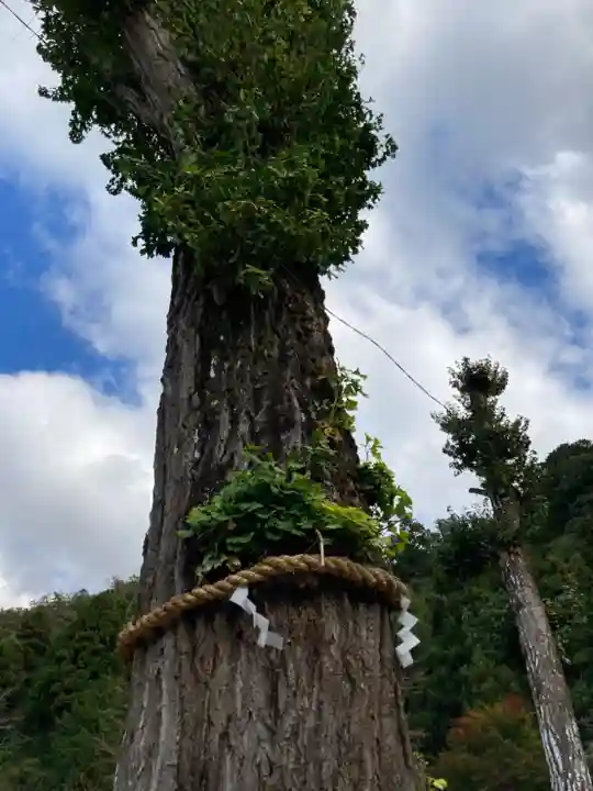伊福部神社の自然