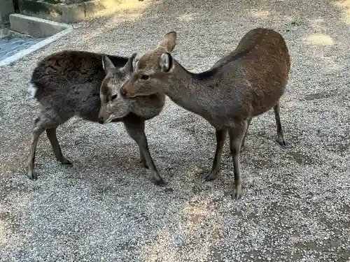 春日大社の{uncategorized: "未分類", other: "その他", undefined: "問題あり", building: "その他建物", grave: "お墓", sacred_gate: "鳥居", guardian: "狛犬", statue: "像", buddha: "仏像", history: "歴史", nature: "自然", garden: "庭園", animal: "動物", pagoda: "塔", temizu: "手水舎", mountain_gate: "山門・神門", sanctuary: "本殿・本堂", subordinate: "末社・摂社", art: "芸術", scenery: "景色", jizo: "地蔵", ema: "絵馬", goshuin: "御朱印", omikuji: "おみくじ", items: "授与品その他", amulet: "お守り", goshuincho: "御朱印帳", eats: "食事", festival: "お祭り", votive_dance: "神楽", shichigosan: "七五三参", wedding: "結婚式", experience: "体験その他", initially: "初詣", around: "周辺", anti_infection: "感染症対策"}