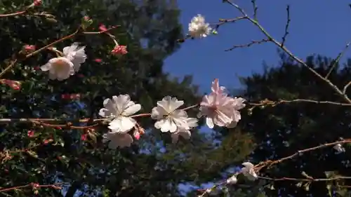 平野神社の自然