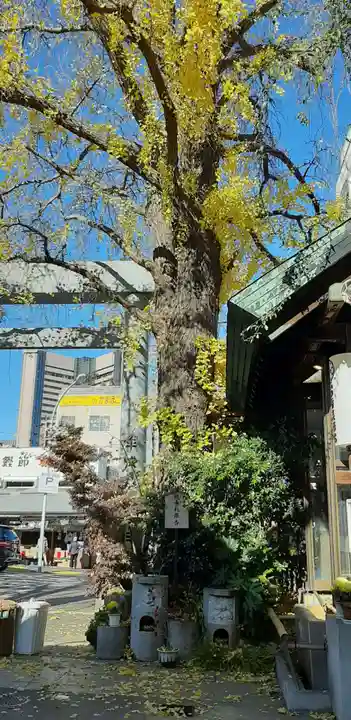 波除神社(波除稲荷神社)の自然