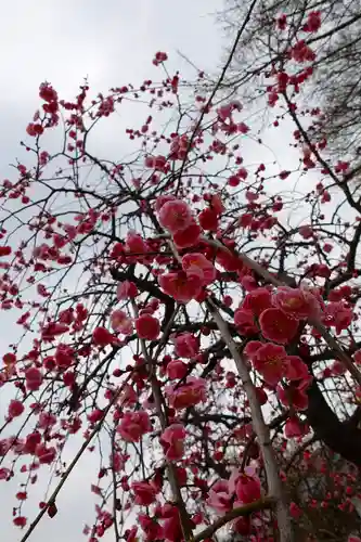 柳澤神社の庭園
