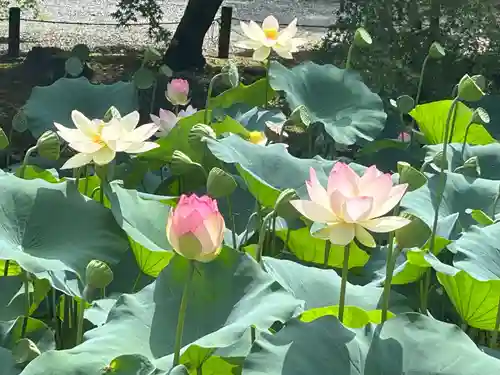 知恩院(京都府)