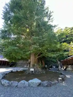 安房神社の{uncategorized: "未分類", other: "その他", undefined: "問題あり", building: "その他建物", grave: "お墓", sacred_gate: "鳥居", guardian: "狛犬", statue: "像", buddha: "仏像", history: "歴史", nature: "自然", garden: "庭園", animal: "動物", pagoda: "塔", temizu: "手水舎", mountain_gate: "山門・神門", sanctuary: "本殿・本堂", subordinate: "末社・摂社", art: "芸術", scenery: "景色", jizo: "地蔵", ema: "絵馬", goshuin: "御朱印", omikuji: "おみくじ", items: "授与品その他", amulet: "お守り", goshuincho: "御朱印帳", eats: "食事", festival: "お祭り", votive_dance: "神楽", shichigosan: "七五三参", wedding: "結婚式", experience: "体験その他", initially: "初詣", around: "周辺", anti_infection: "感染症対策"}