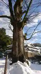 石部神社の自然