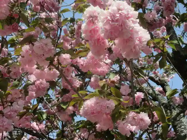 極楽寺(霊鷲山感應院極楽律寺)の自然