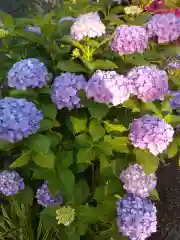 元郷氷川神社の自然